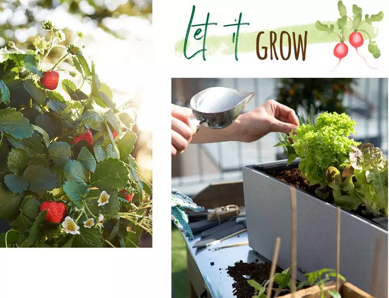 le_tw-urbangardening_strawberries