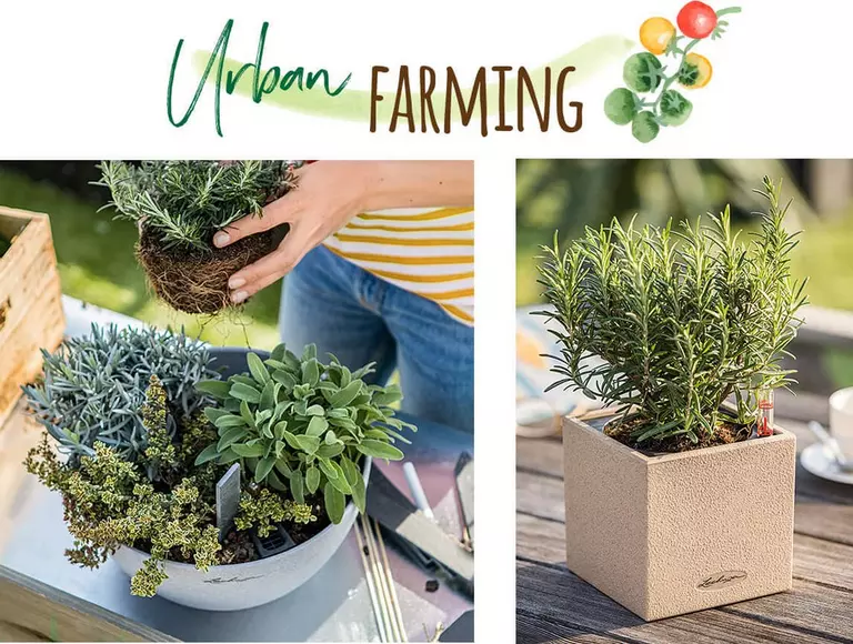 le_tw-urbangardening_urban-farming