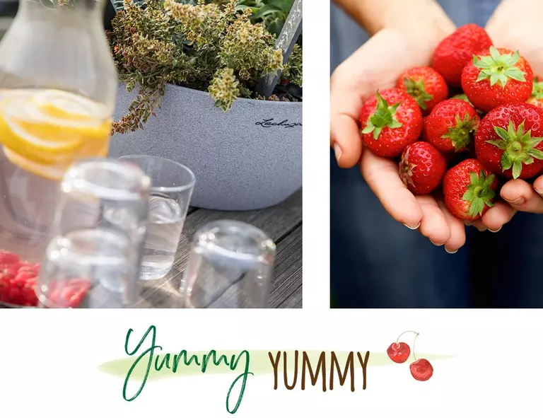 le_tw-urbangardening_yummy