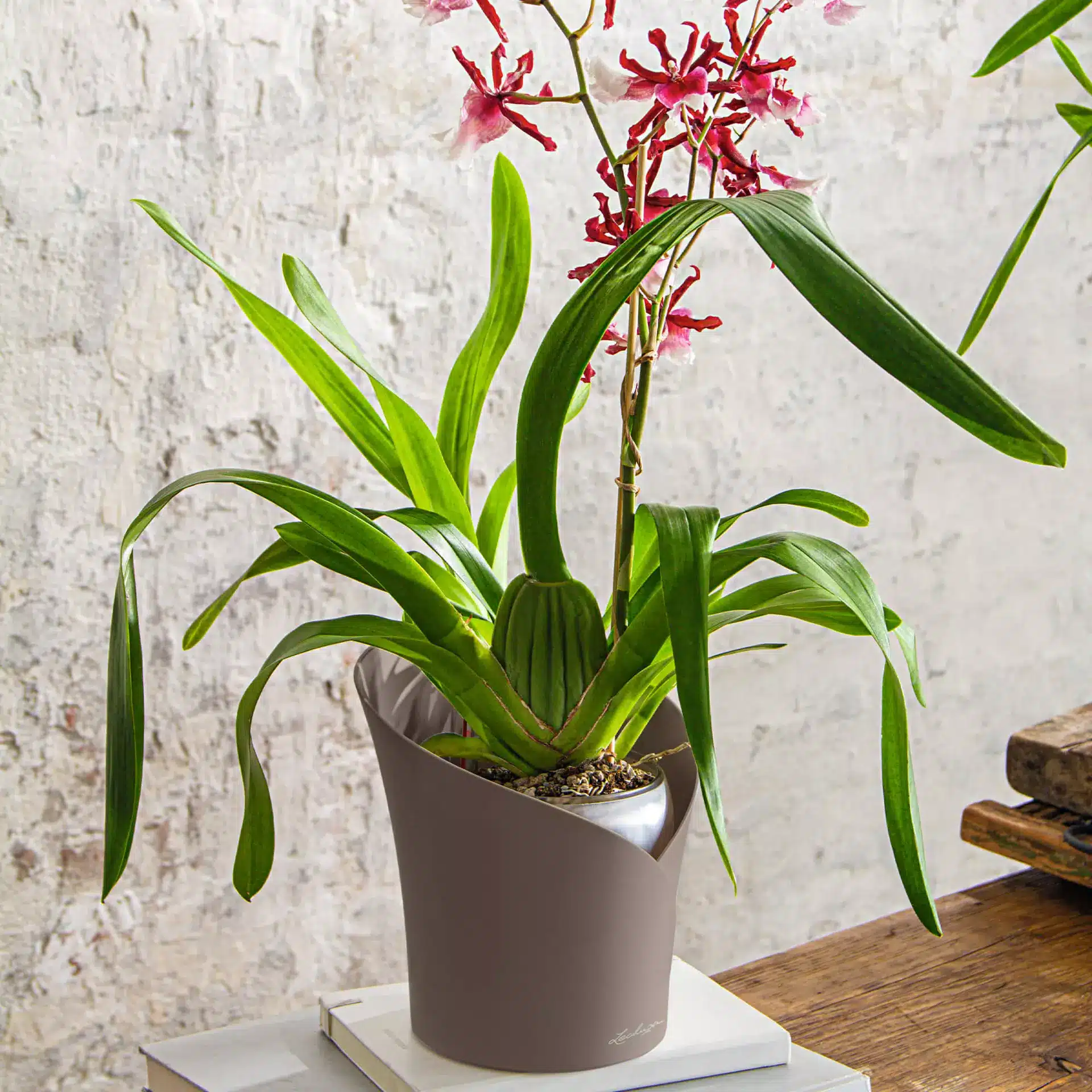 Orchidea