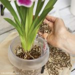 LECHUZA ORCHIDPON 3 liter (3)