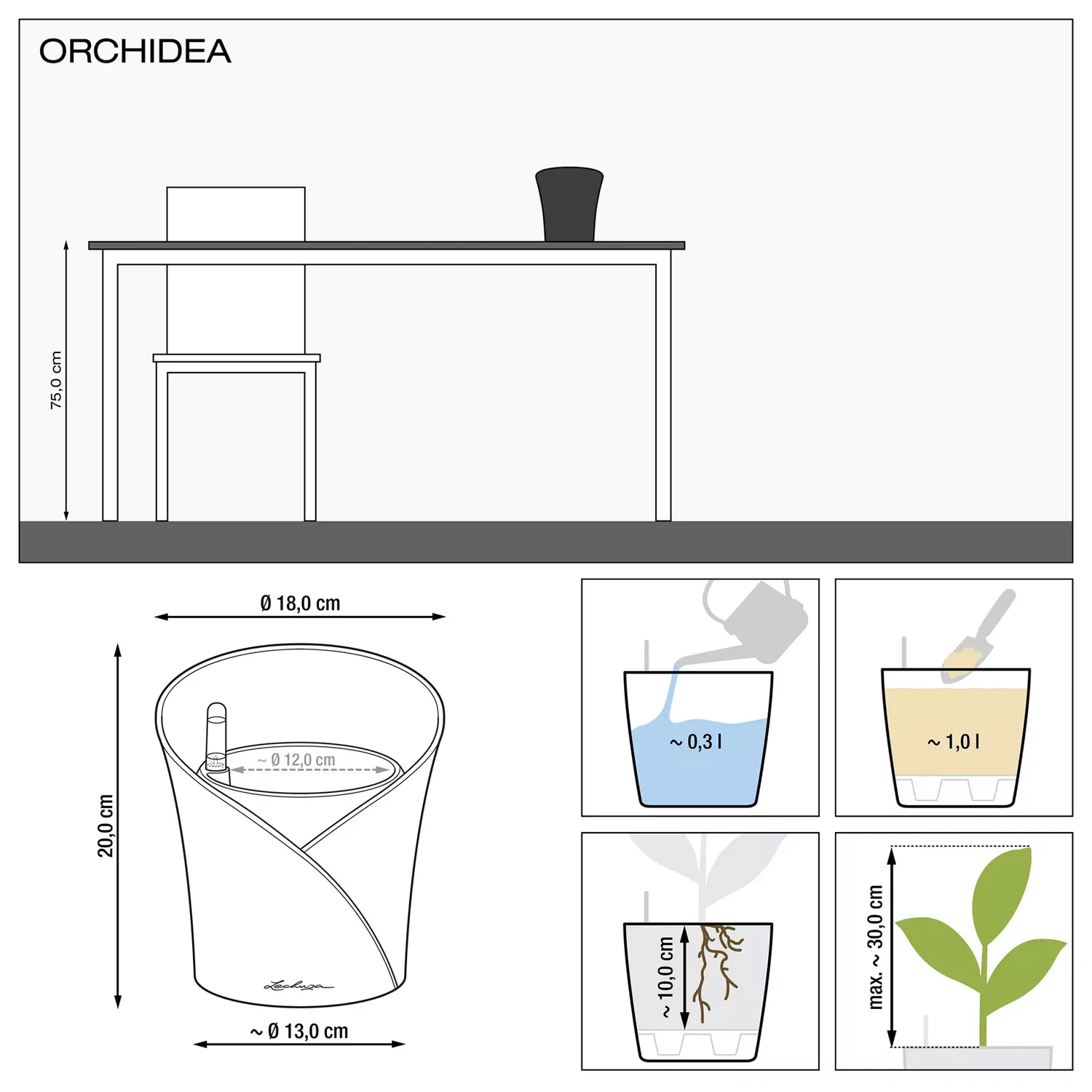 Orchidea size