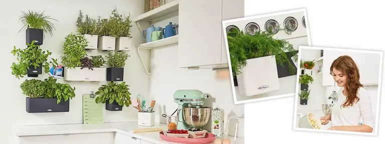 le_tw-herbs_green_wall