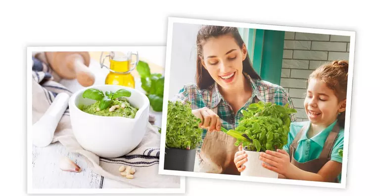 le_tw-herbs_pesto