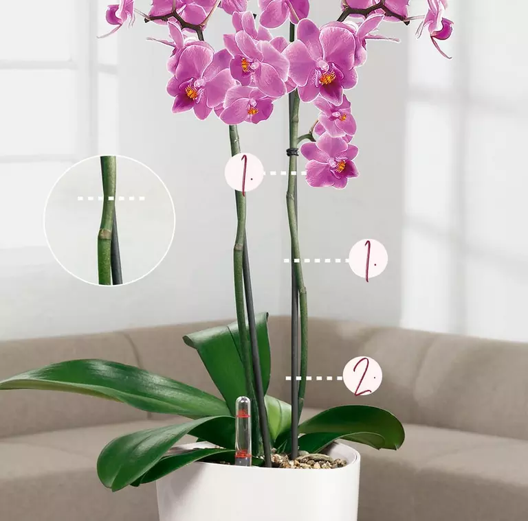 le_tw-orchideen_bluetenverlust
