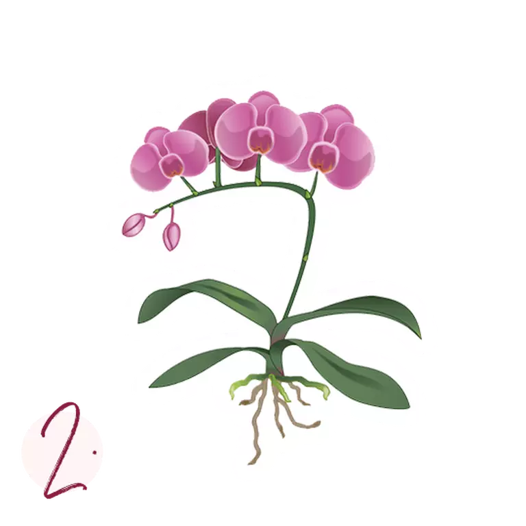 le_tw-orchideen_instruction_2