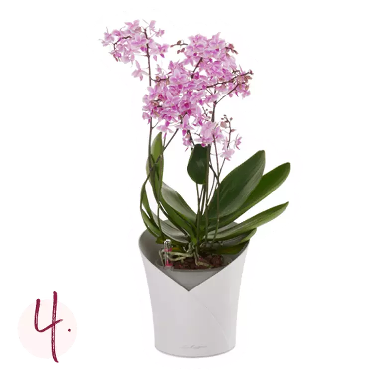 le_tw-orchideen_instruction_4