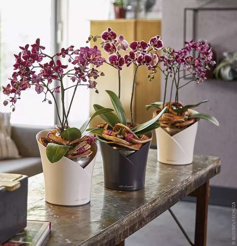 le_tw-orchideen_intro_orchidea_sgr