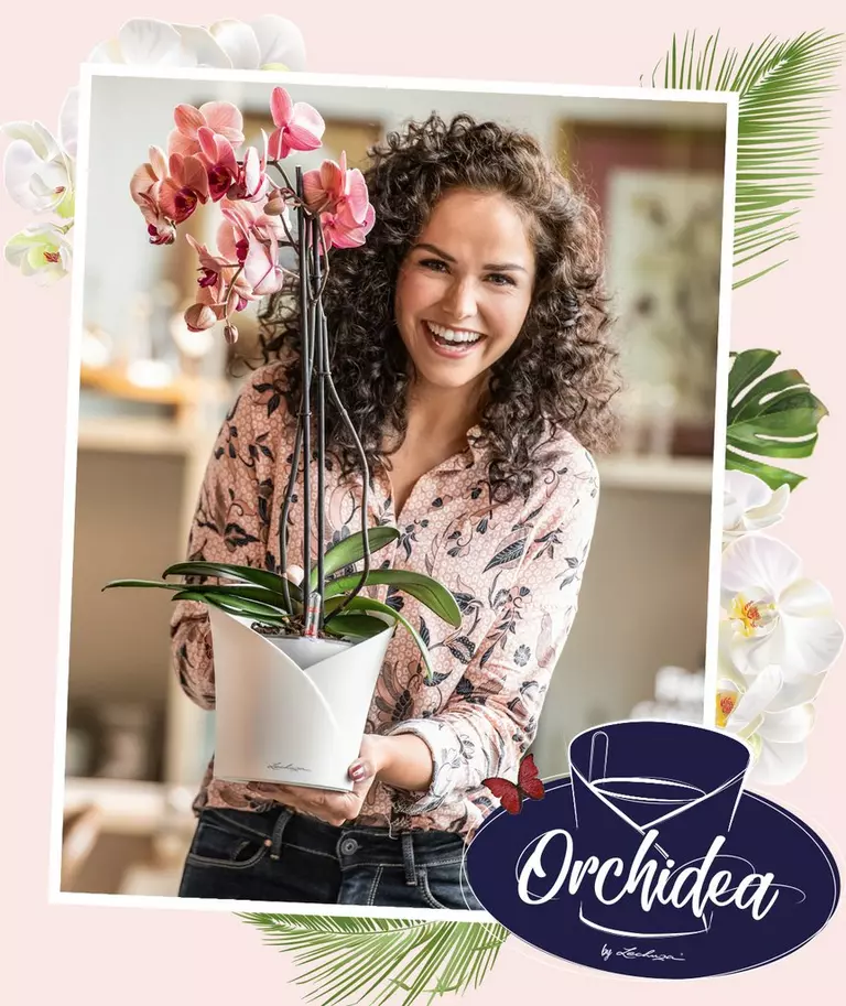 le_tw-orchideen_orchidea_us