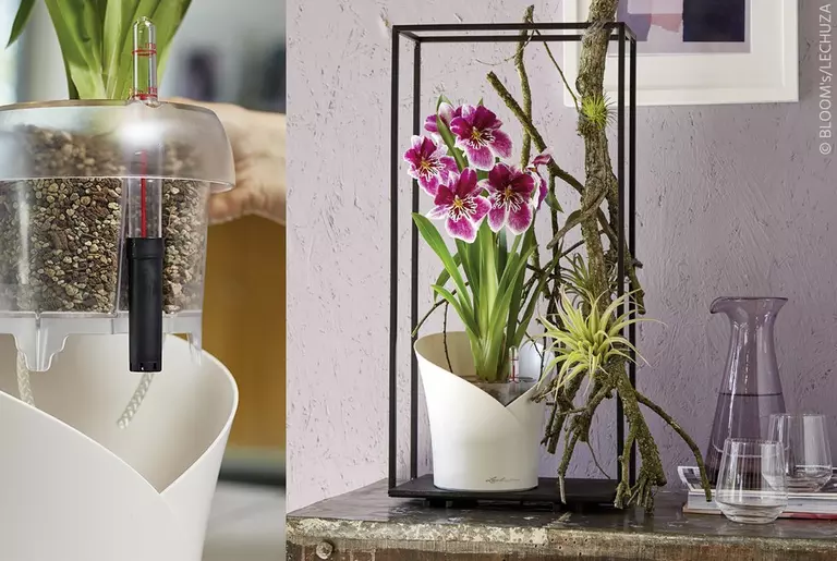 le_tw-orchideen_orchidea_window