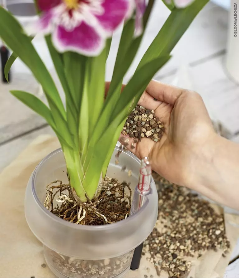le_tw-orchideen_orchidpon_orchidea