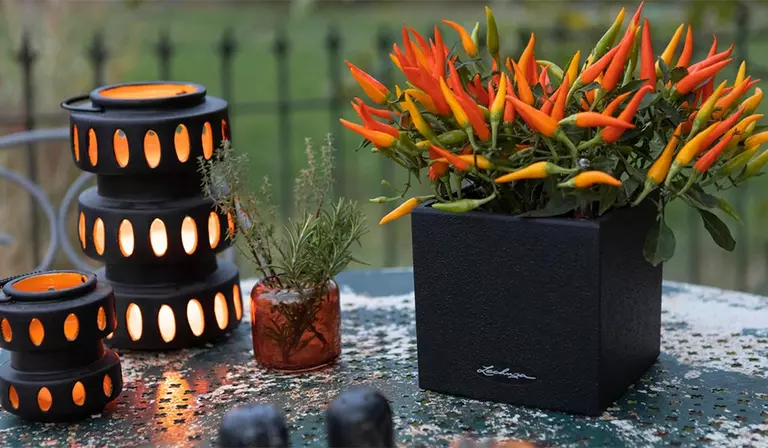 le_tw-autumn-garden_canto_stone_14