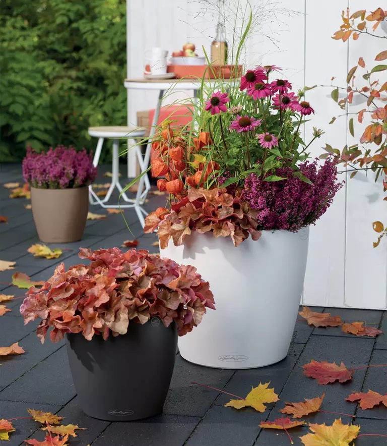 le_tw-autumn-garden_classico_color_35_43