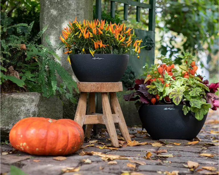 le_tw-autumn-garden_cubeto_color_30_40_gras