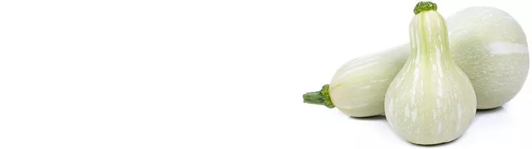 le_tw-autumn-garden_green_pumpkins