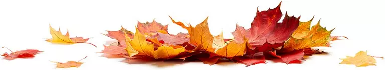 le_tw-autumn-garden_leaves