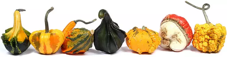 le_tw-autumn-garden_pumpkins