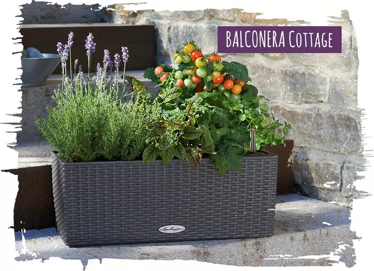 le_tw-blossoms-bakery_balconera