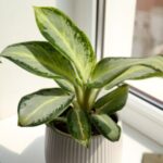 Regular Plant Care