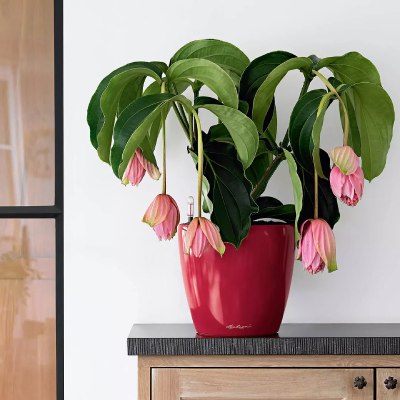 plant care