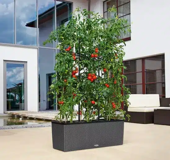 TRIO Cottage Tomaten