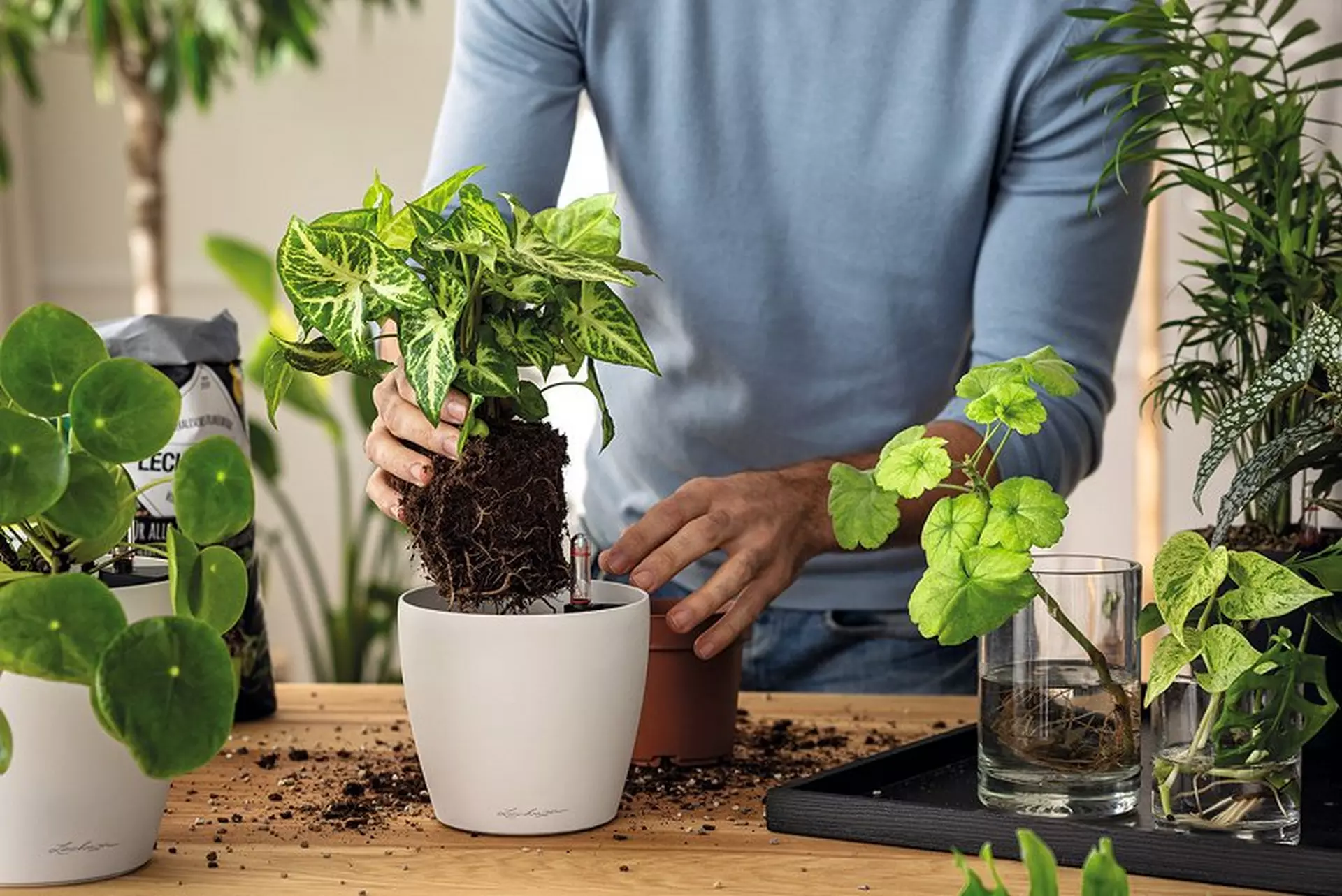 le_indoor_plants_block2_img2