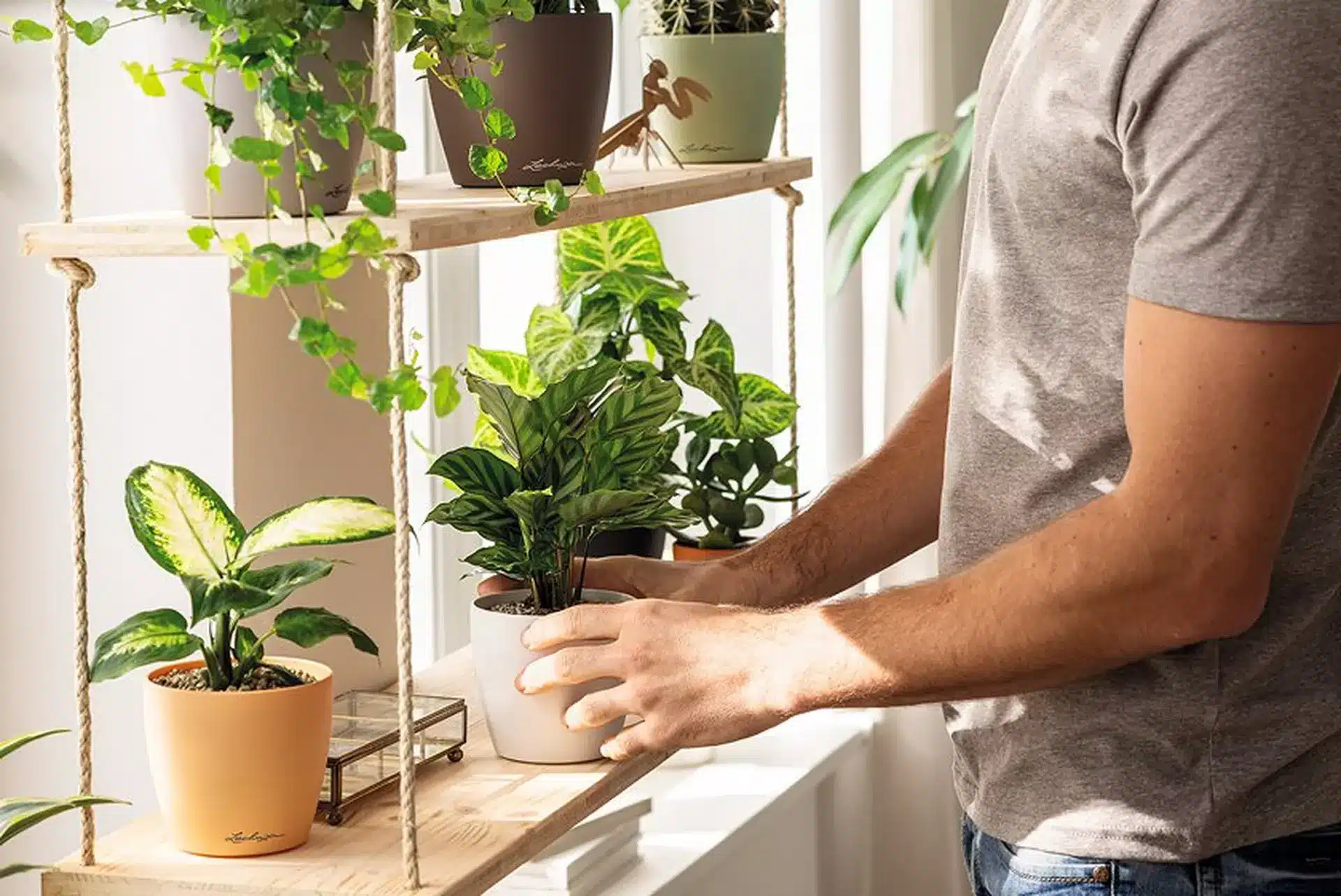 le_indoor_plants_block3_img1