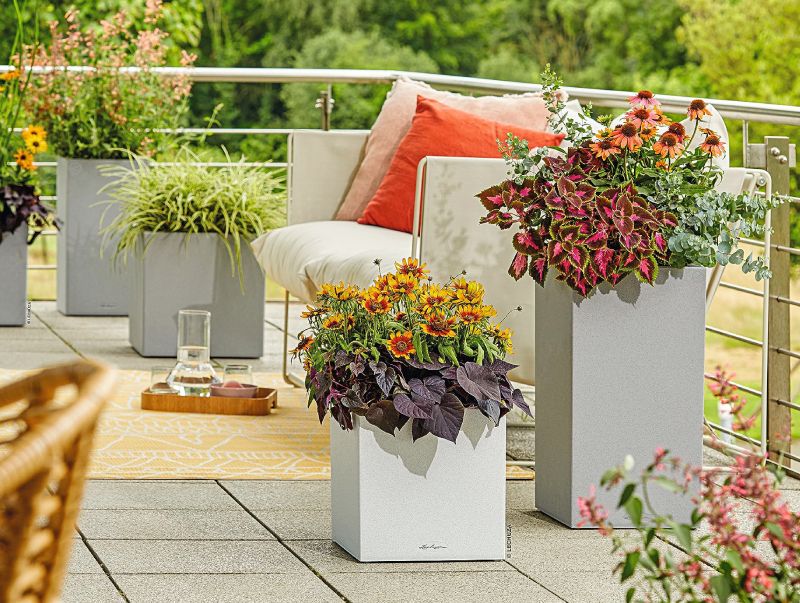canto collection